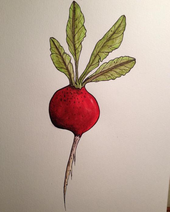 Radish1
