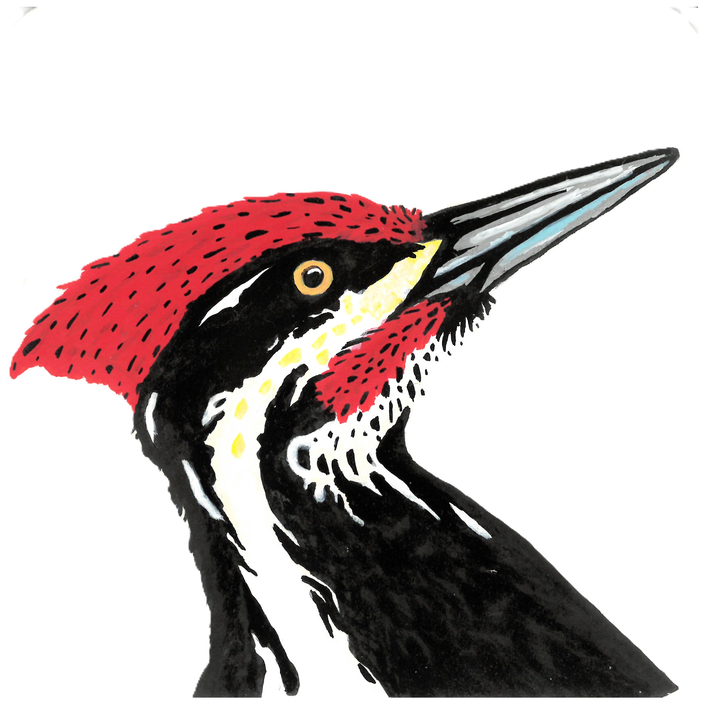 pileated_edit1