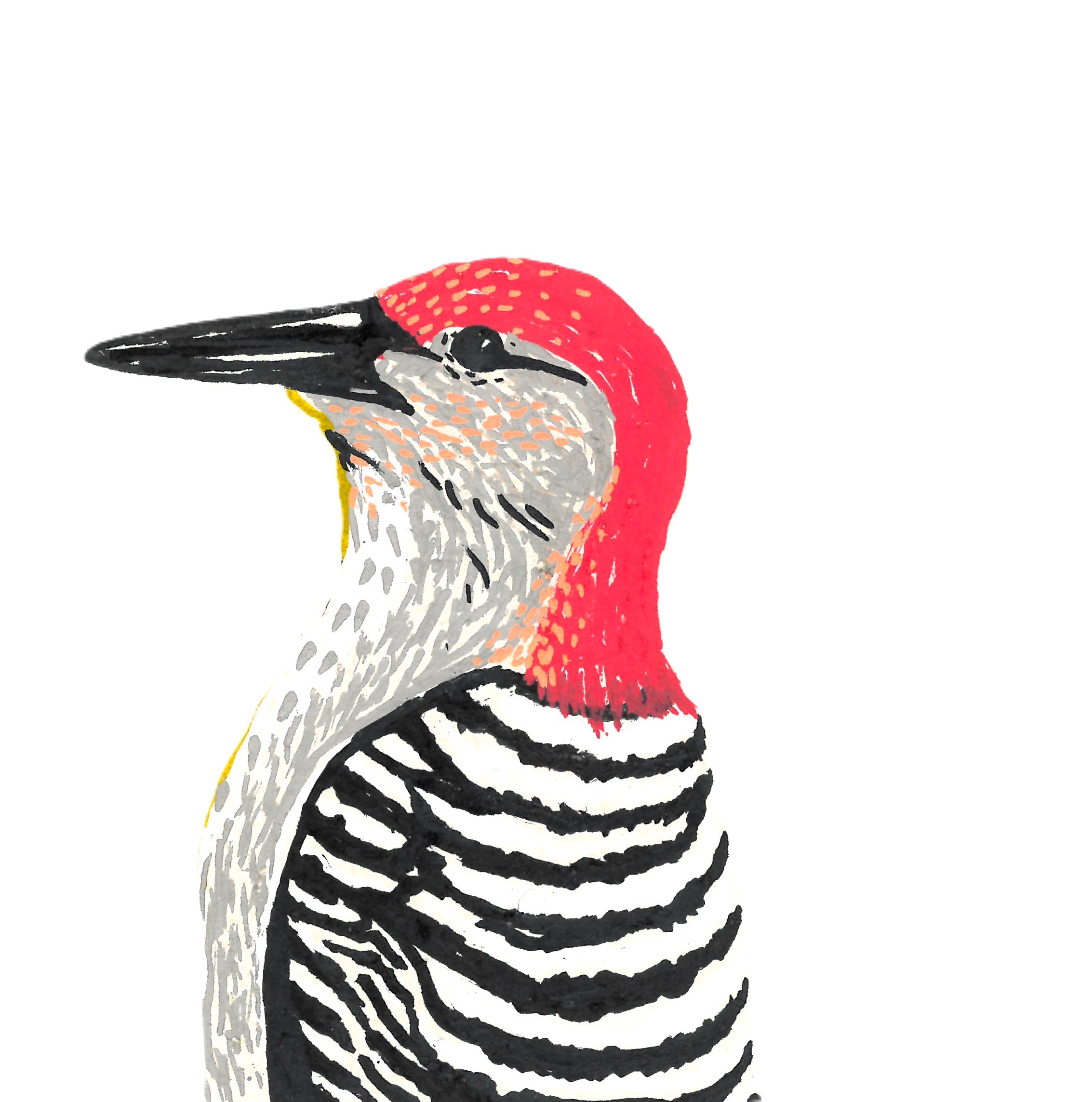 red-bellied woodpecker_edits_1