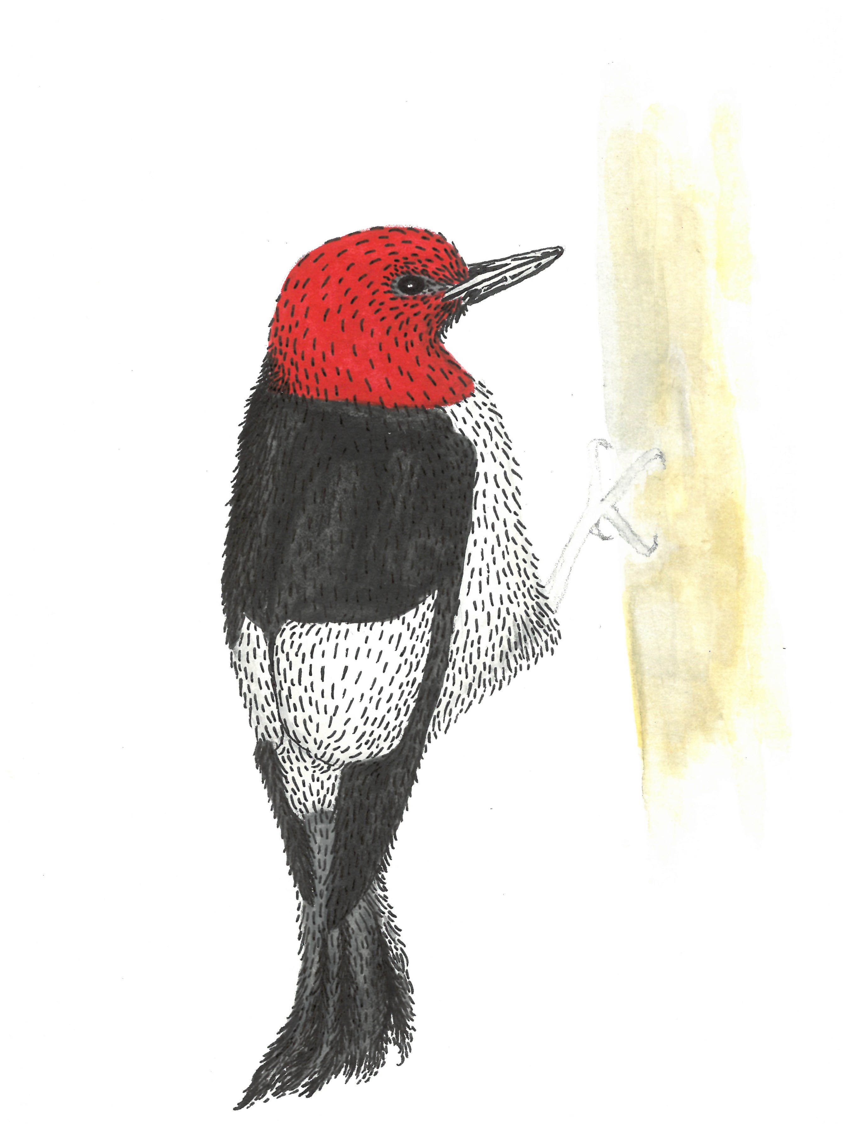 red-headed woodpecker_edits_1